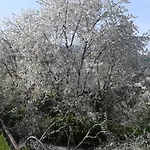 Atelier Dei Ciliegi