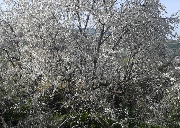 Atelier Dei Ciliegi